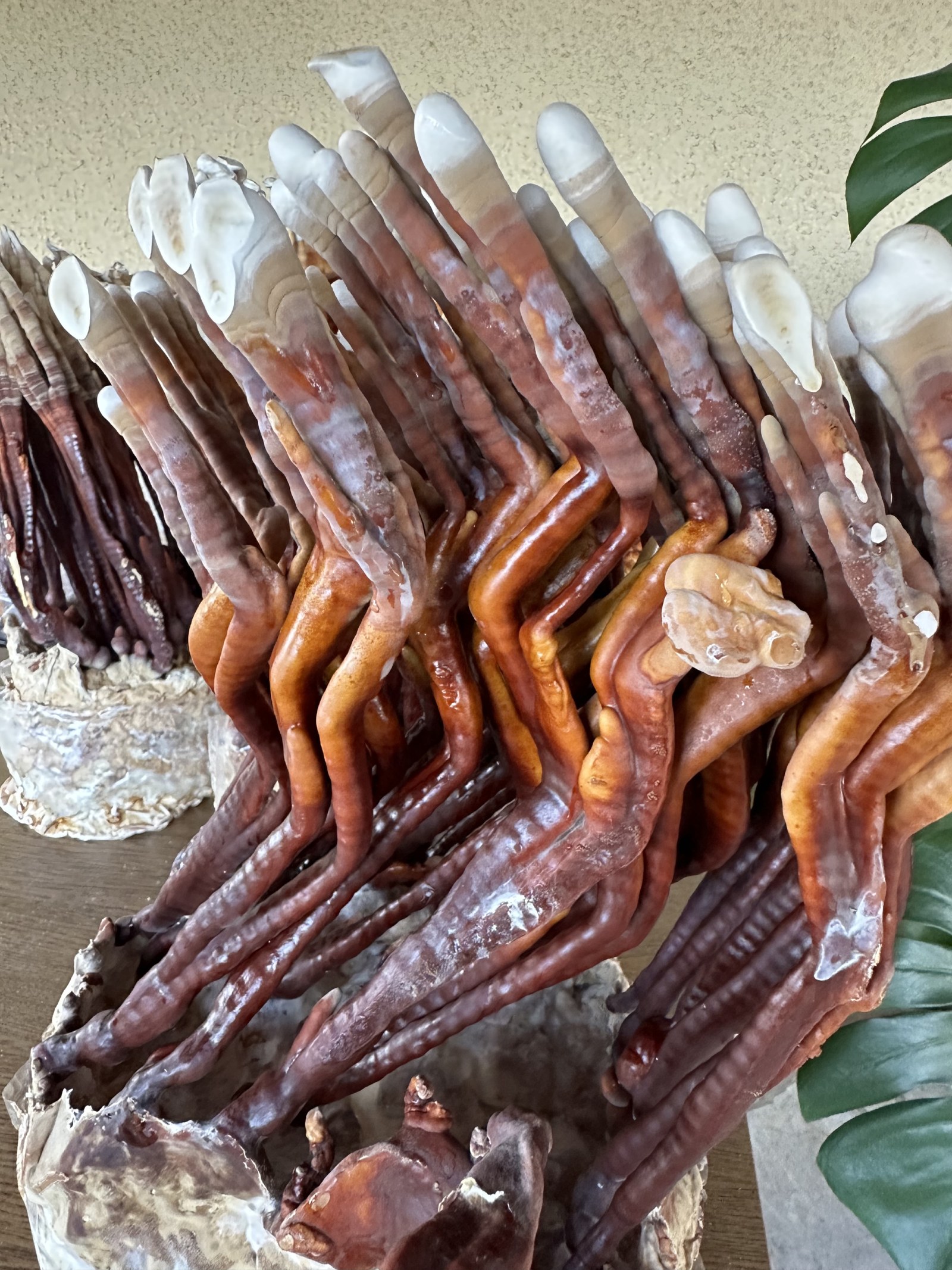 Gojenje Reishi Ganoderma lucidum