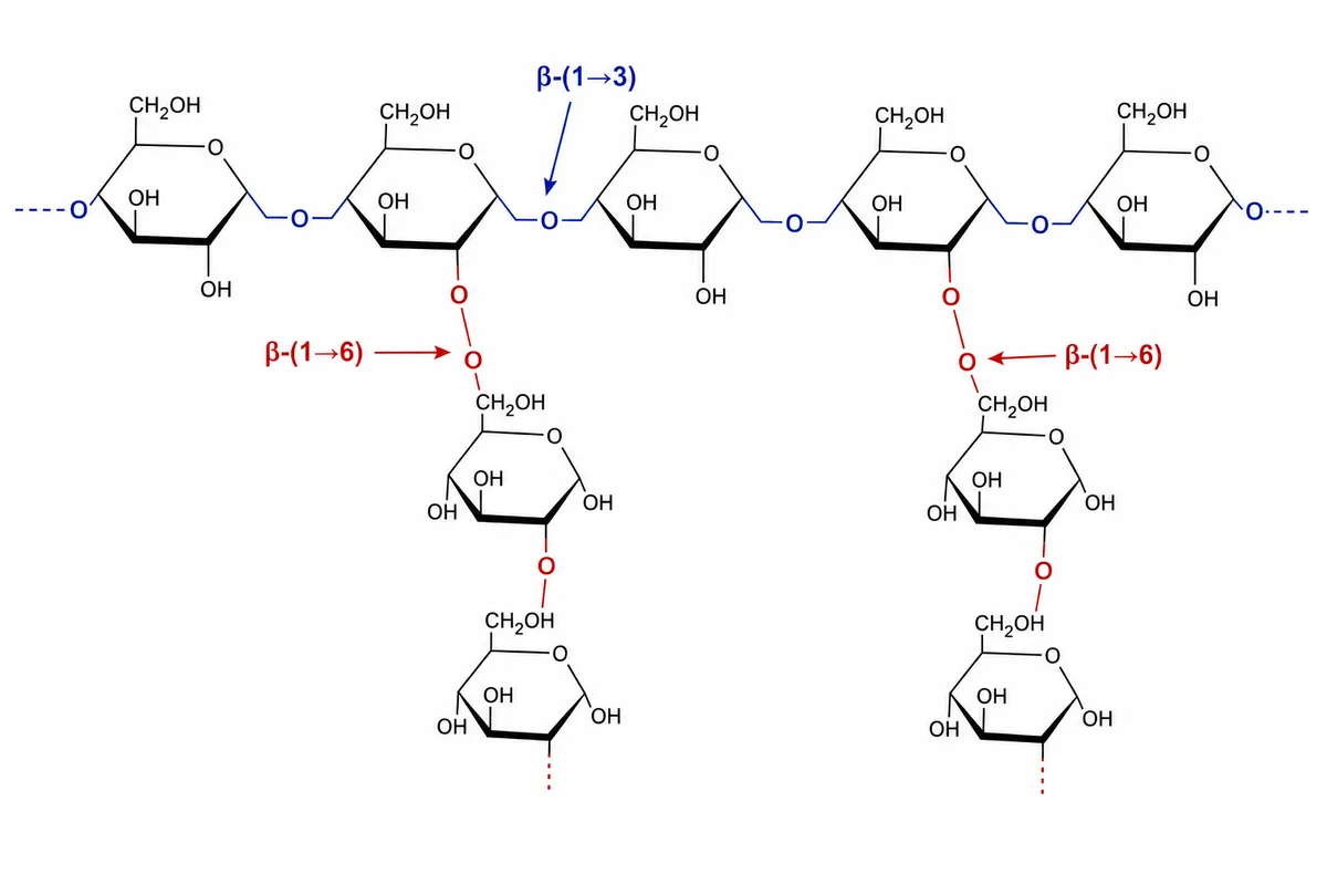 Chemical structure of beta-glucan from medicinal mushrooms with β-(1→3) and β-(1→6) linkages labelled