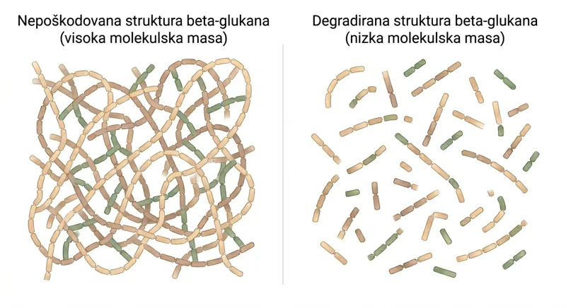 Comparison of long-chain beta-glucans versus fragmented chains
