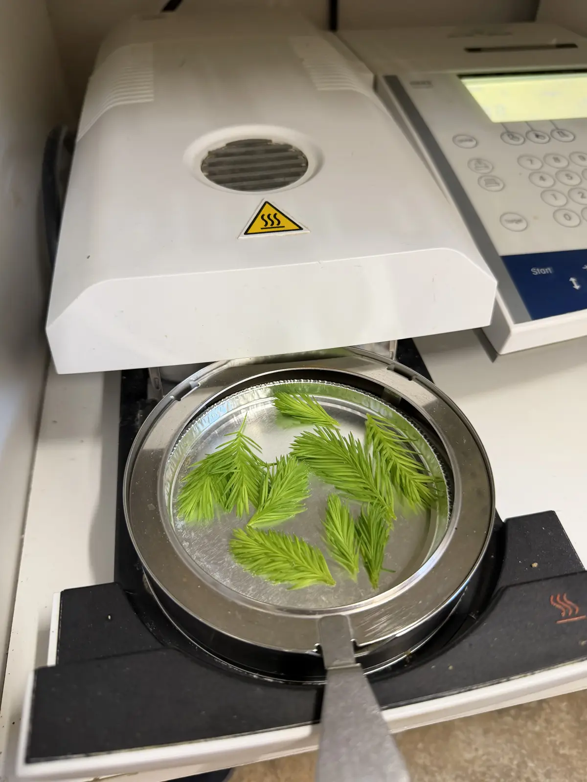 Halogen moisture analyser with a sample of fresh spruce buds before moisture content measurement