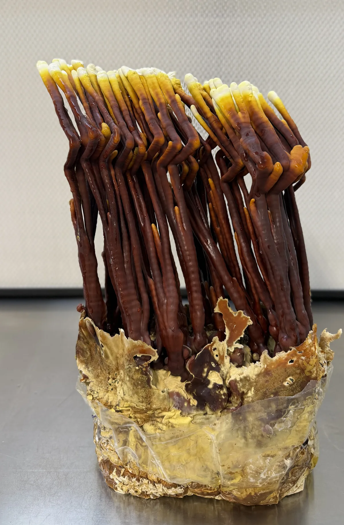 Reishi (Ganoderma lucidum) antler fruiting body on wood substrate — GoMushroom in-house cultivation