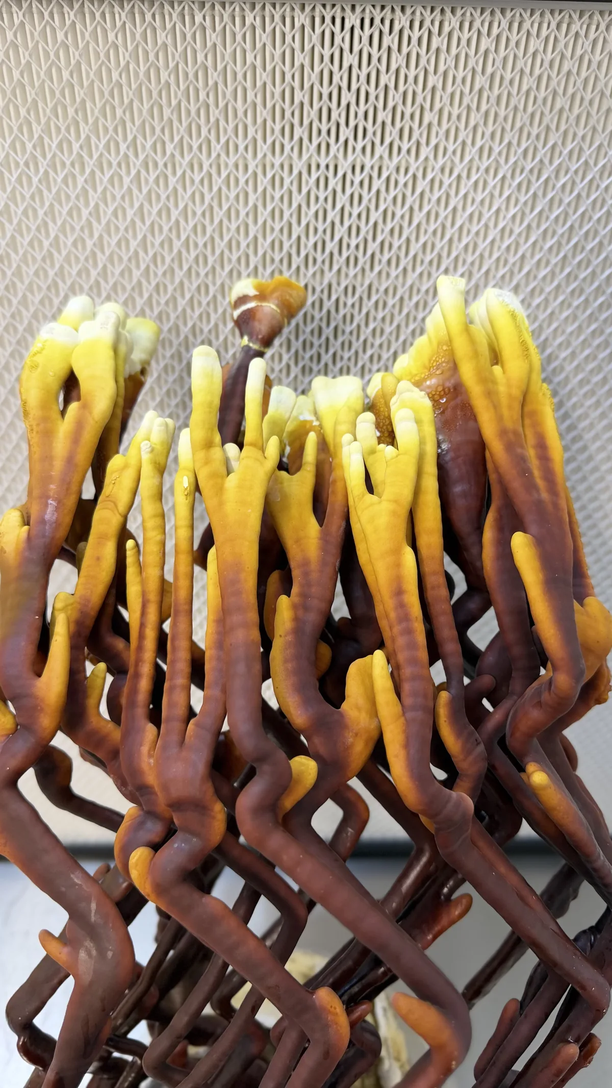 Close-up of growing yellow tips of antler Reishi fruiting body — GoMushroom