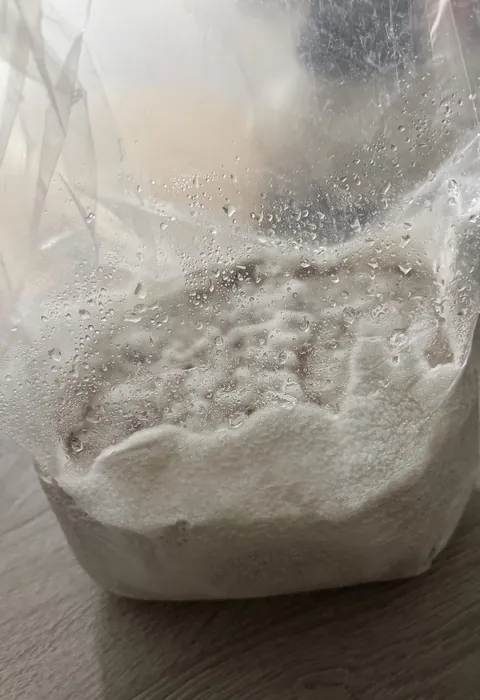 Preraščen lesni substrat z belim Reishi micelijem — GoMushroom