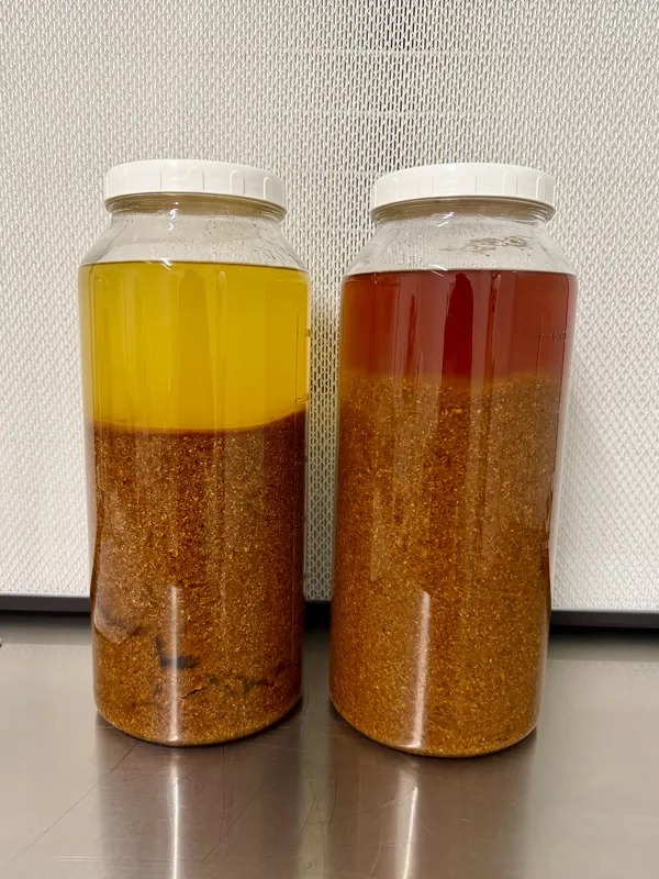 Comparison of unprocessed and ultrasonically treated Reishi mushroom suspension — the visible colour difference indicates more intensive transfer of bioactive compounds from the matrix into the solvent.