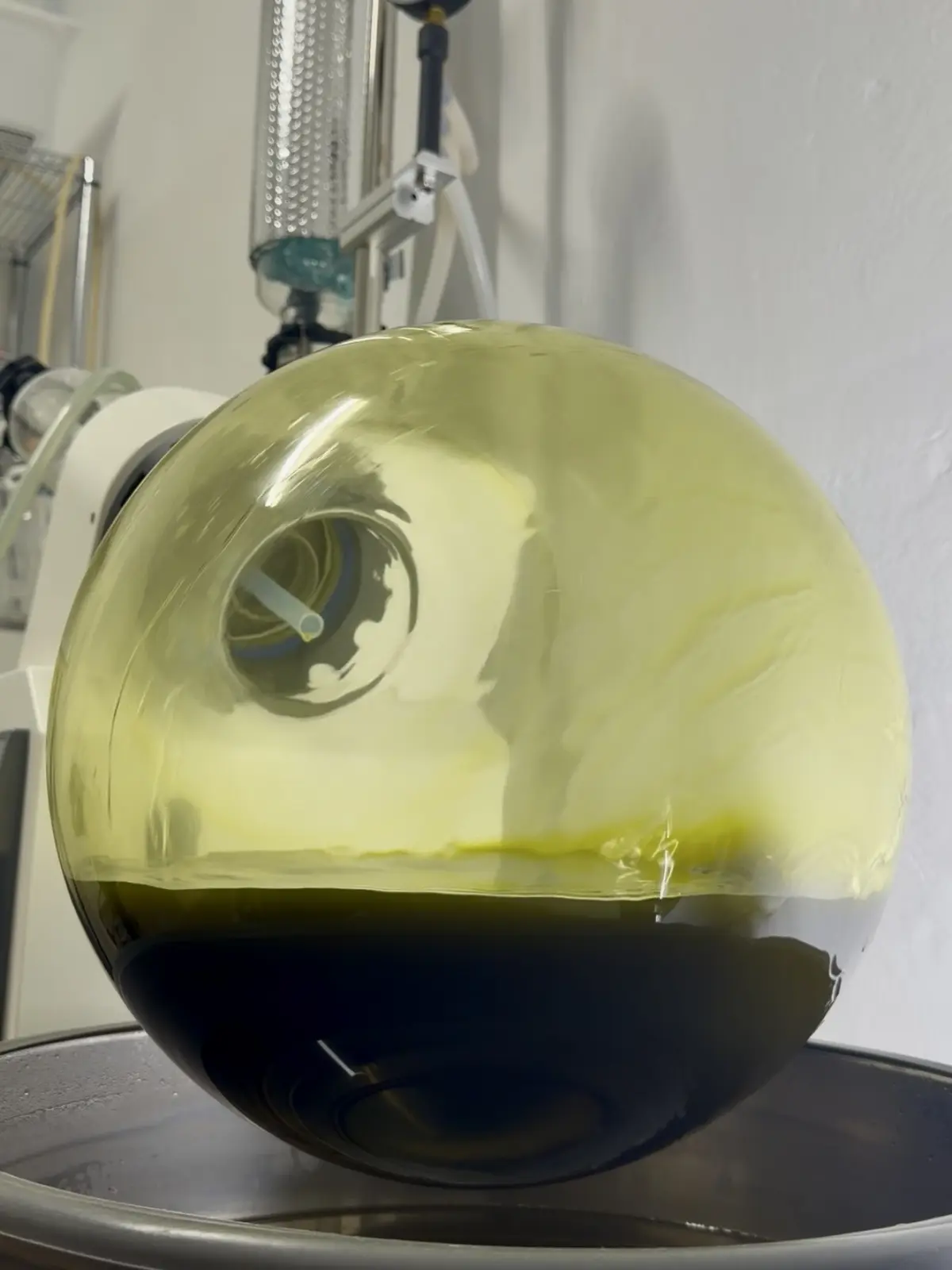Rotary evaporator concentrating spruce bud extract — flask showing characteristic green-yellow colour