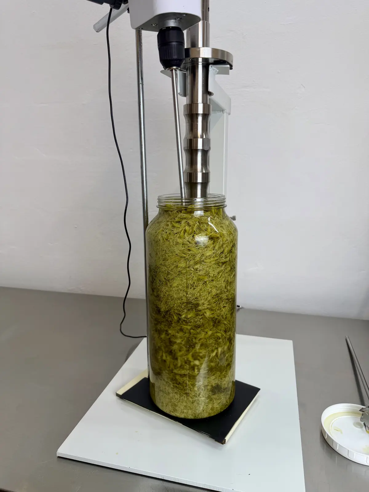 Ultrasonic probe submerged in a jar of fresh spruce buds during extraction