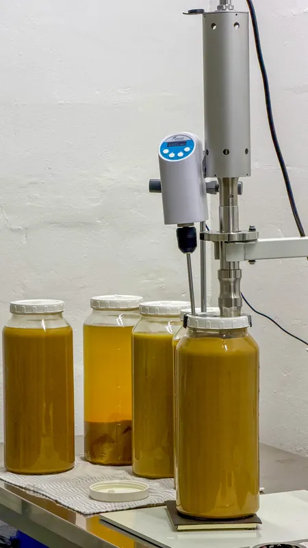 Ultrasonic probe during medicinal mushroom extraction — mixing during sonication ensures uniform cavitation energy distribution and prevents local overheating of the suspension.